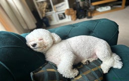 Bichon Frise dogs for sale: Duke  - Image 2