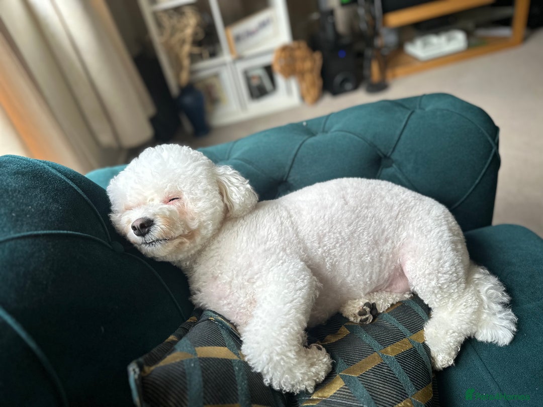 Bichon Frise dogs for sale: Duke  - Image 2