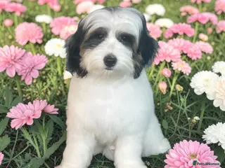 Australian Labradoodle dogs Australian labradoodle only one girl left - Advert 10