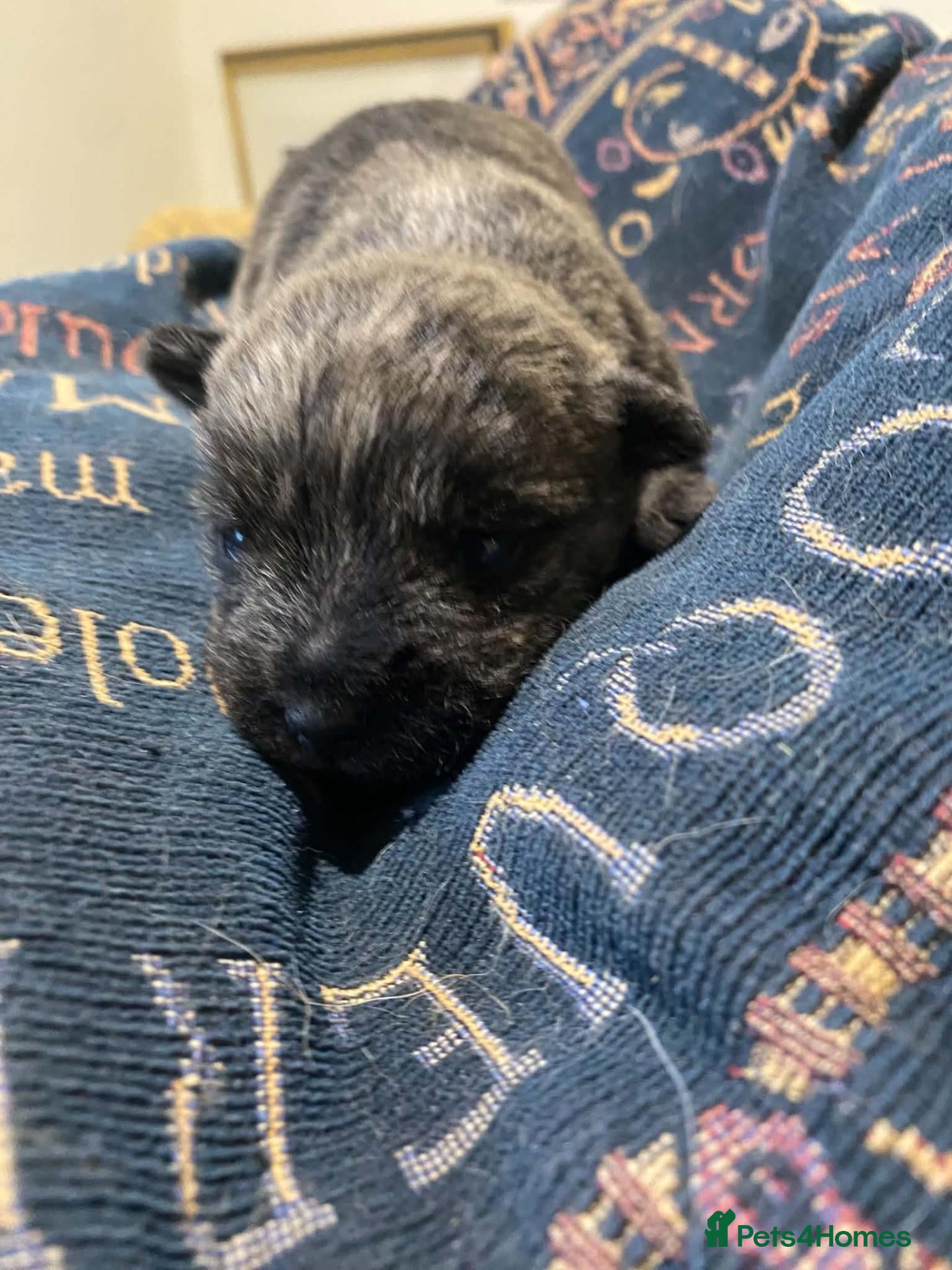 Cairn Terrier dogs for sale: KC reg cairn terrier puppies - Advert 2