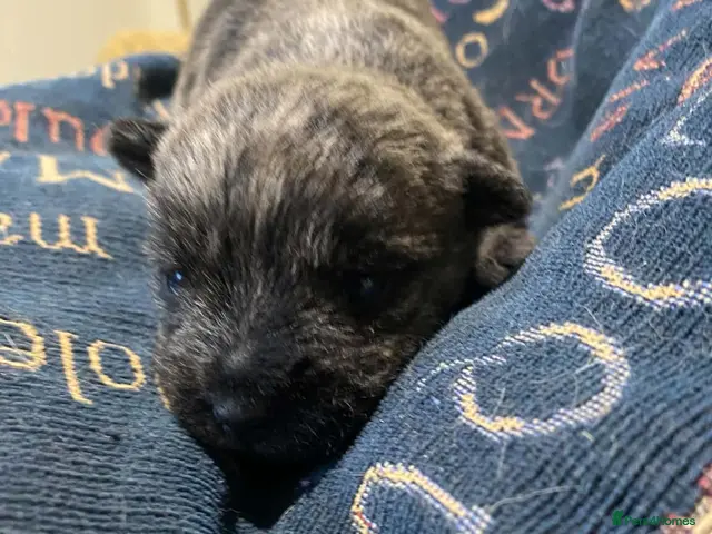 Cairn Terrier dogs for sale: KC reg cairn terrier puppies - Advert 2