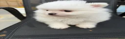 Pomeranian dogs for sale: KC Pomeranian white girl puppy for sale  - Advert 12