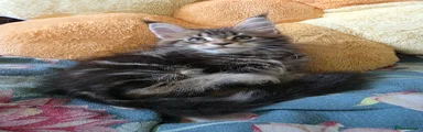Maine Coon 2