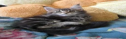 Maine Coon cats for sale: Stunning Maine Coon Kittens Available - Advert 7