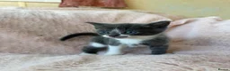 Mixed Breed cats for sale: Beautiful Kittens For Sale  - Advert 7