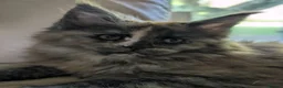 Maine Coon cats for sale: Ready soon. Tica Registered Maine coon Kittens  - Advert 6