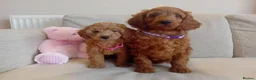 Goldendoodle dogs for sale: Adorable Goldendoodle Puppies - Advert 10