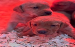 Labrador Retriever dogs for sale: Gorgeous KC Labrador puppies  - Image 9