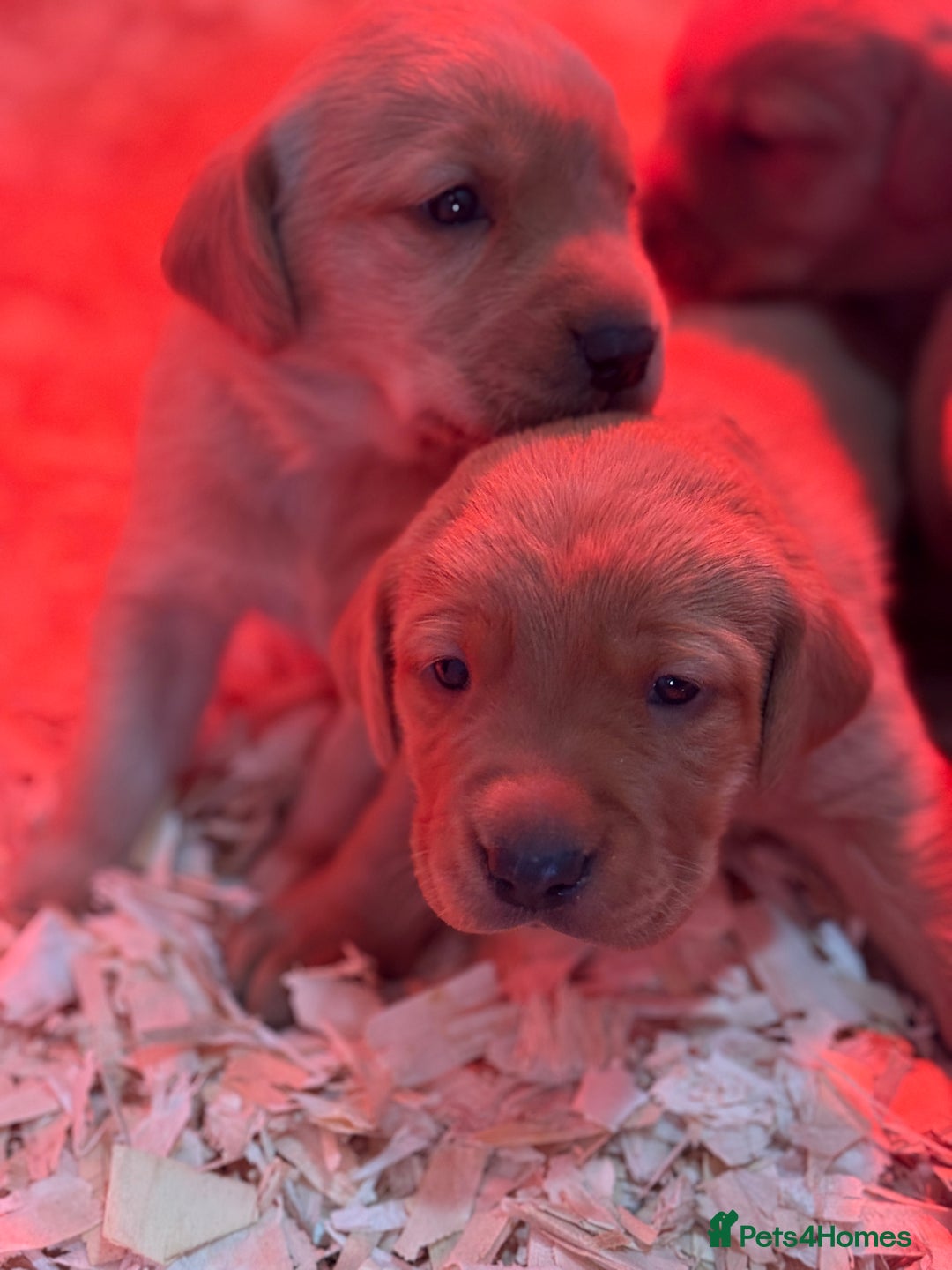 Labrador Retriever dogs for sale: Gorgeous KC Labrador puppies  - Image 9