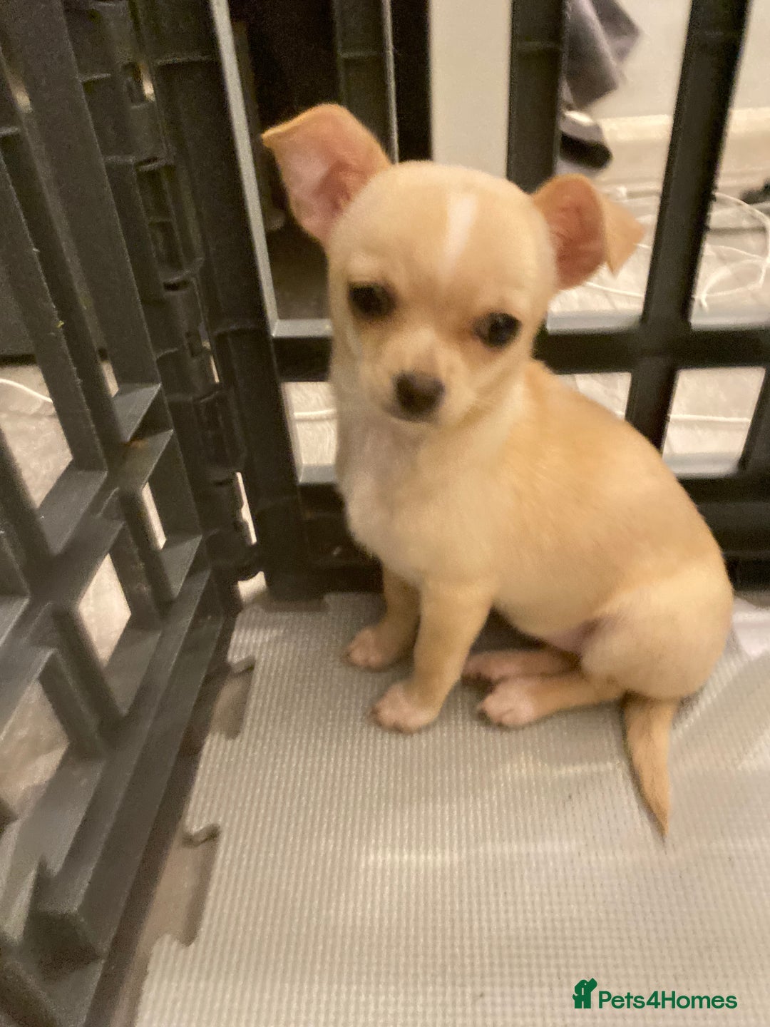 Chihuahua dogs for sale: CHIHUAHUA PUPPIES 2 BOYS 2 GIRLS READY TO LEAVE - Advert 5