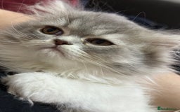 Persian cats for sale: Kitten  - Image 14