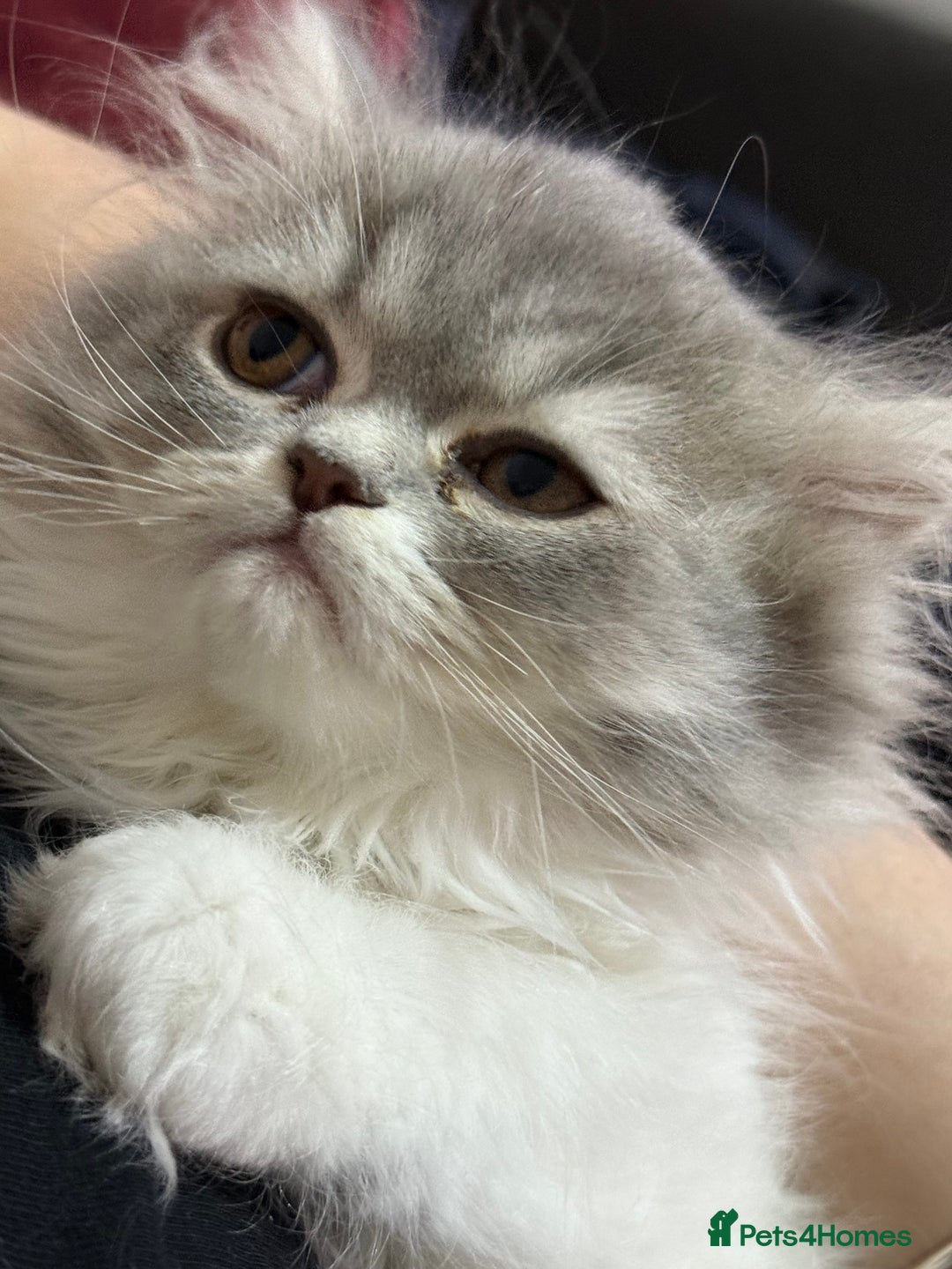 Persian cats for sale: Kitten  - Image 14