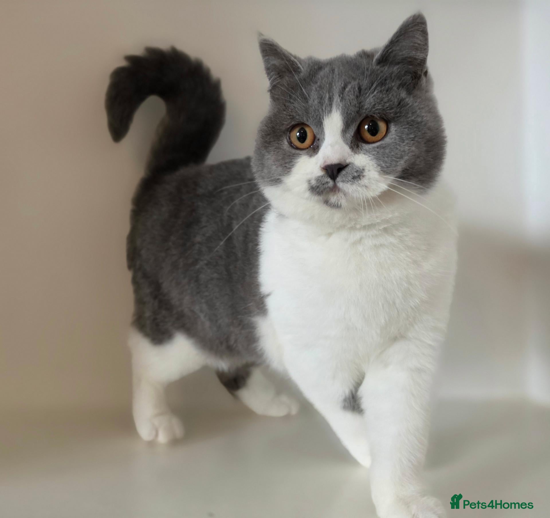 British Shorthair cats for sale: LAST ONE GCCF REG BSH - ready to leave - Advert 1