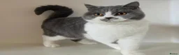 British Shorthair cats for sale: Adorable GCCF REG BSH - ready to leave - Advert 3