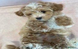 Maltipoo dogs for sale: Waiting list now open , health tested, Maltipoo’s - Image 9