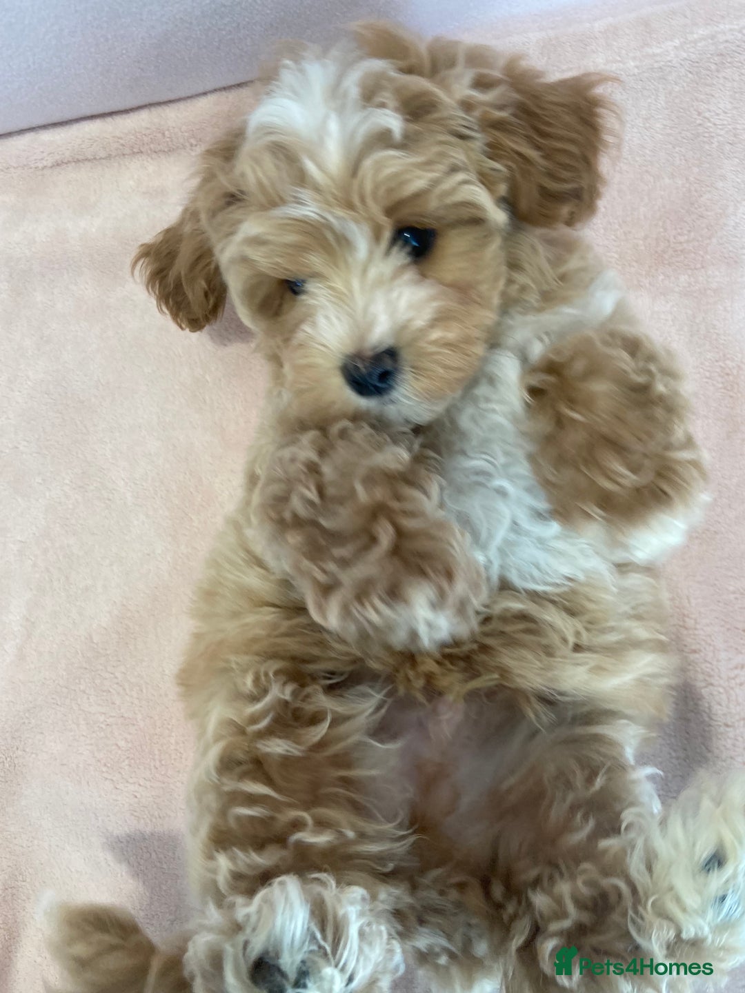 Maltipoo dogs for sale: Waiting list now open , health tested, Maltipoo’s - Image 9