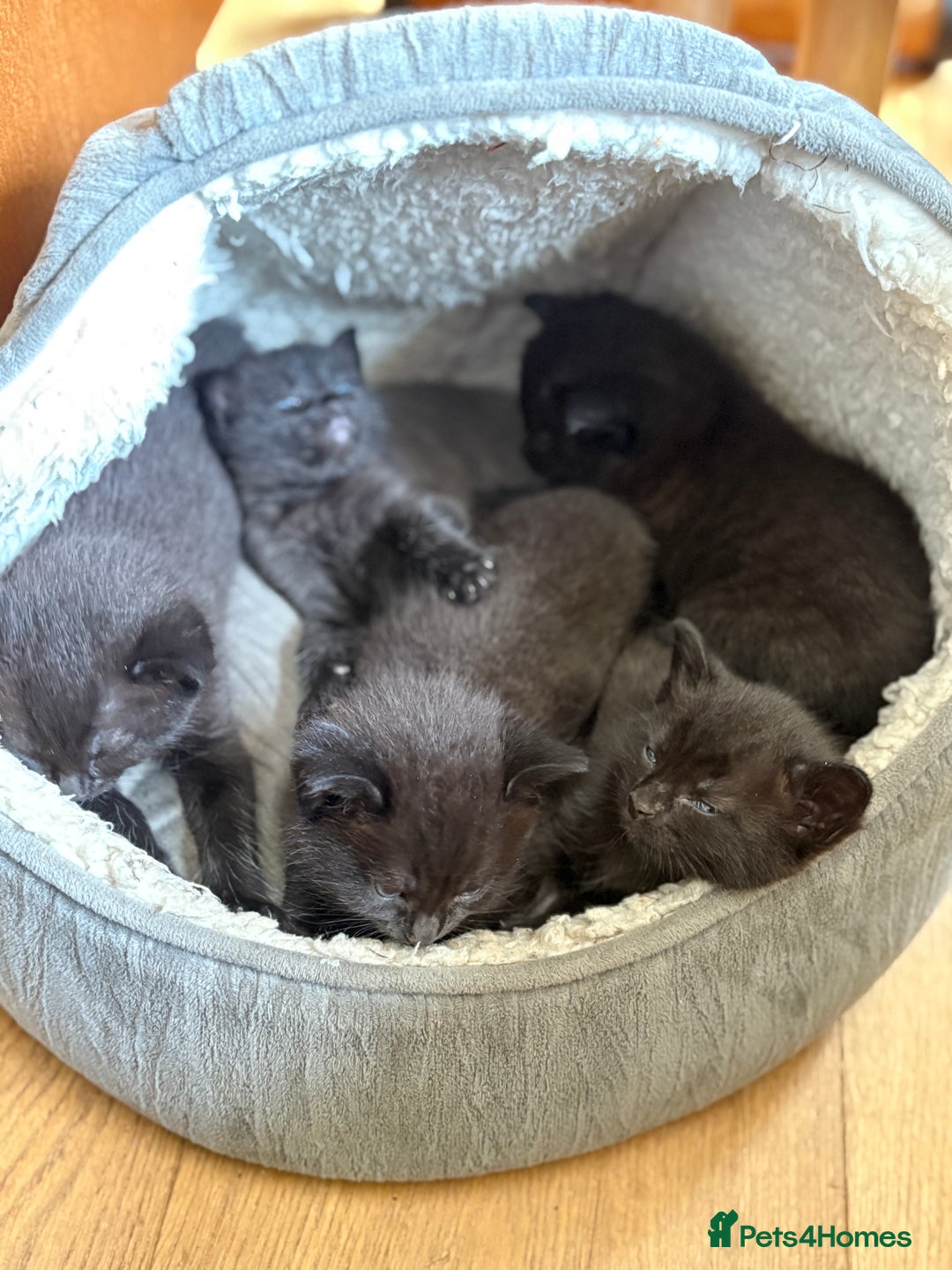 Mixed Breed cats for sale: Beautiful boys and girls  - Image 8