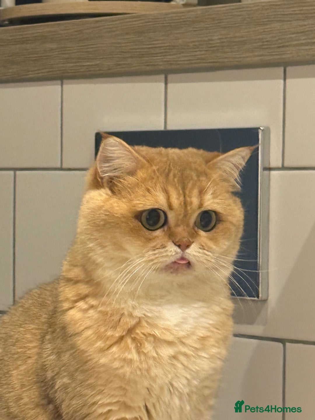 British Shorthair cats for sale: Rehome the cutest BSH - Advert 5