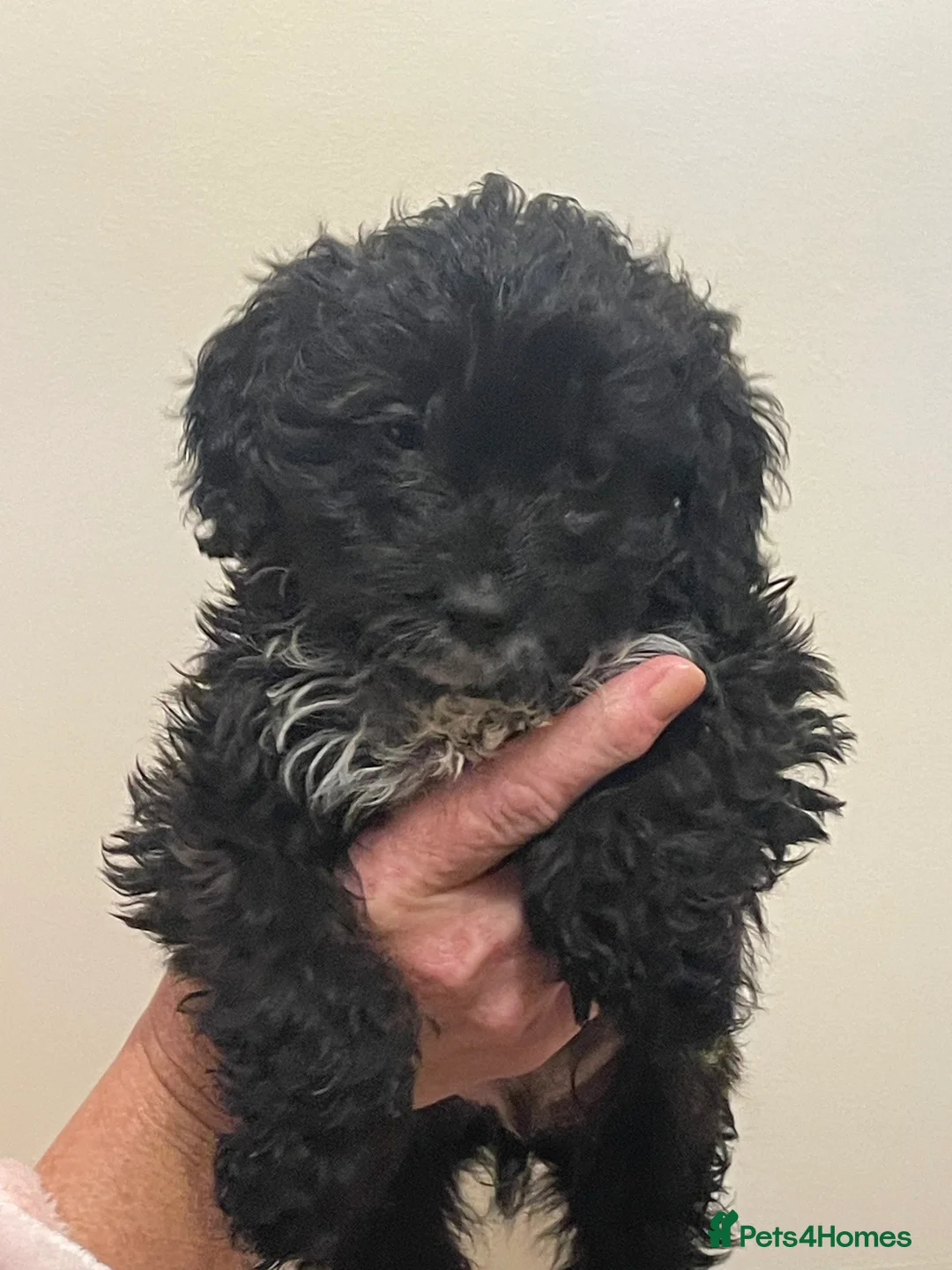 Cockapoo dogs for sale:  Cockapoo Puppies Ready for Loving Homes  - Advert 10