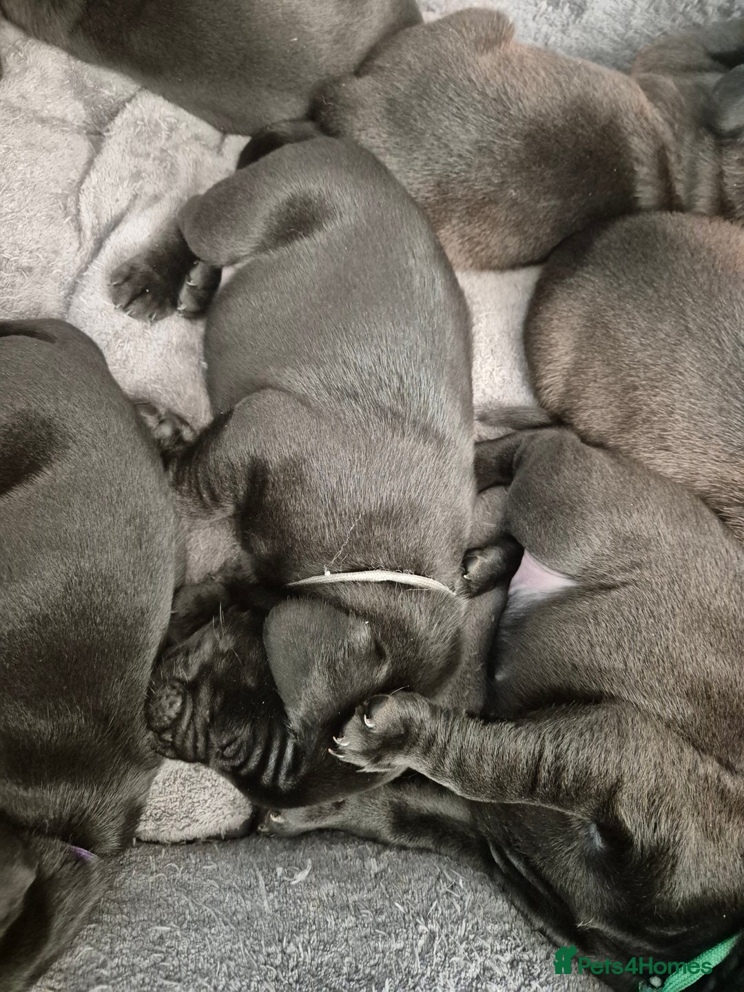 Mixed Breed dogs for sale: Frenchie x Lab Puppies - Image 3