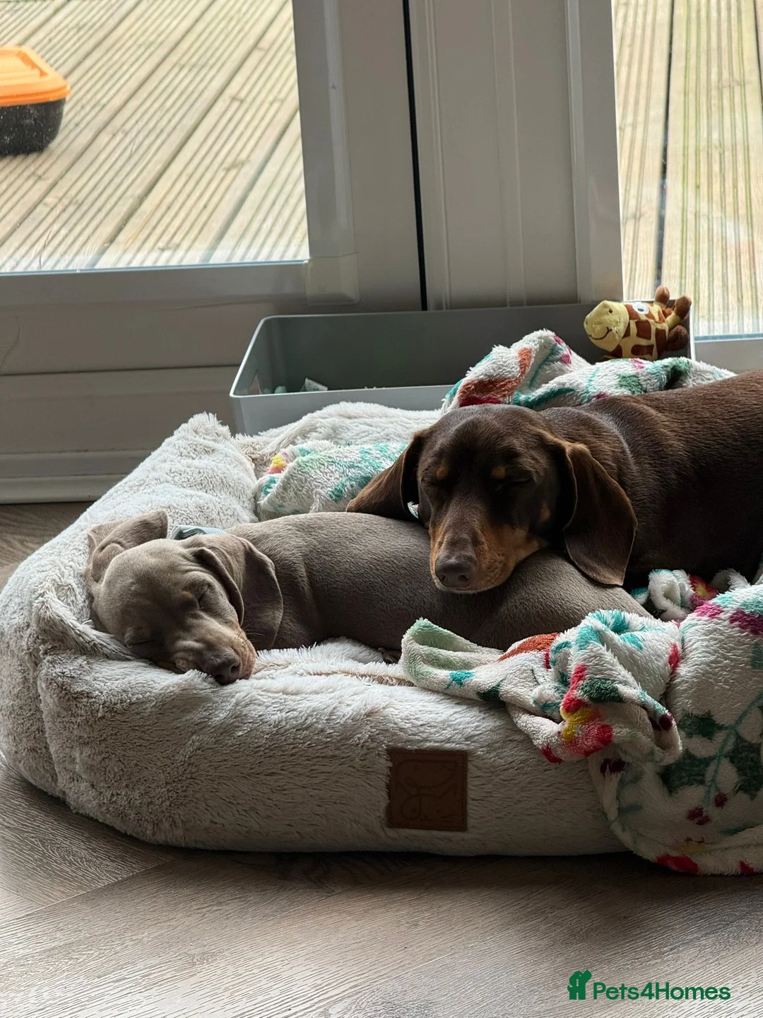Miniature Dachshund dogs for sale: KC Isabella & Tan - 11 weeks for rehoming - Advert 2