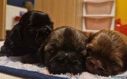 Shih Tzu dogs for sale: Imperial Shih Tzu - Image 8