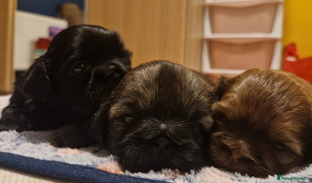 Shih Tzu dogs for sale: Imperial Shih Tzu - Image 8