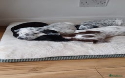 Mixed Breed dogs for sale: Rare Dalmadoodles - Image 26