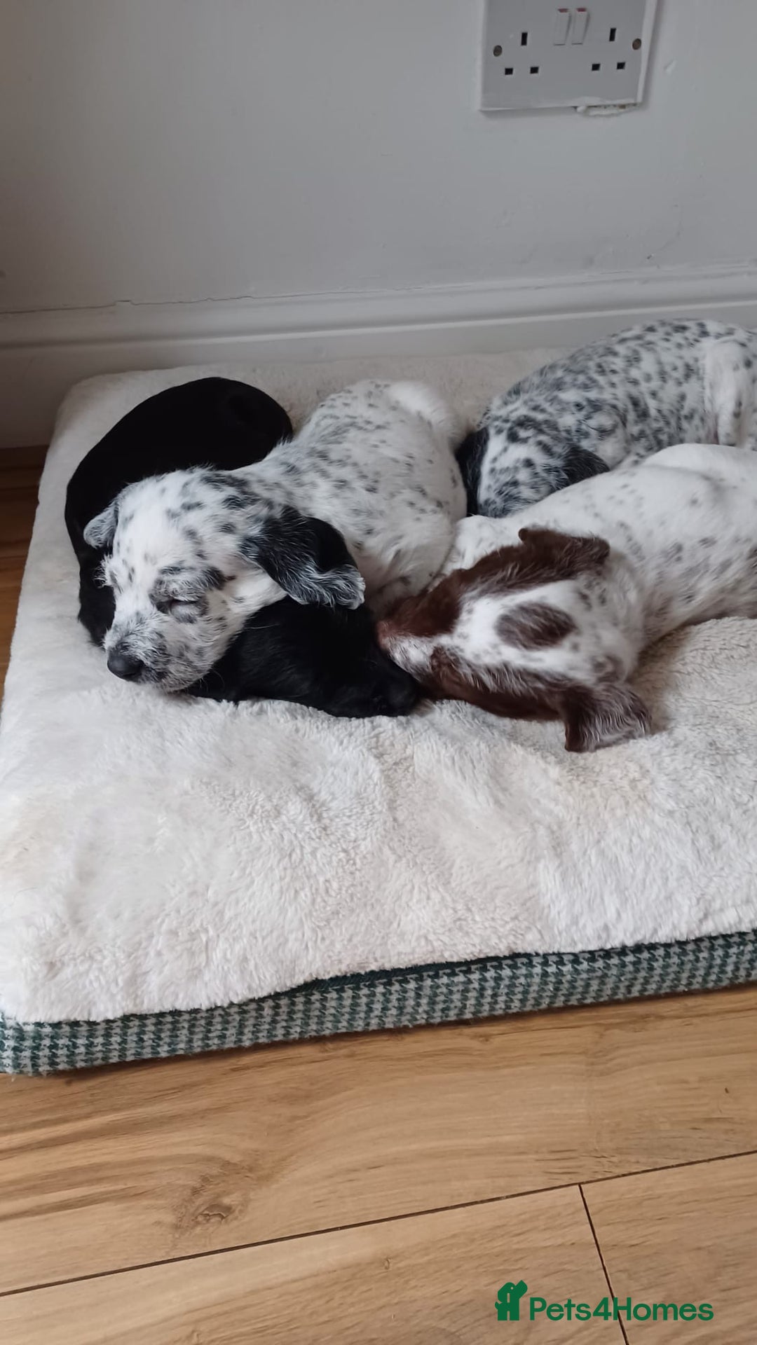 Mixed Breed dogs for sale: Rare Dalmadoodles - Image 26