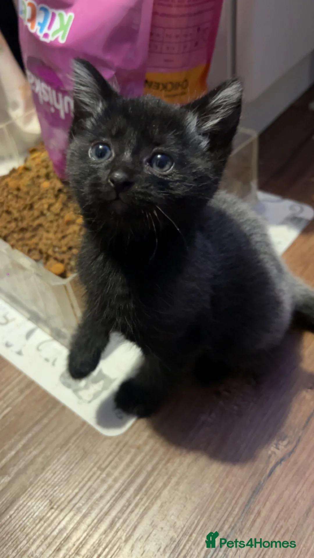 Mixed Breed cats for sale: 4 pretty kittens - Advert 9