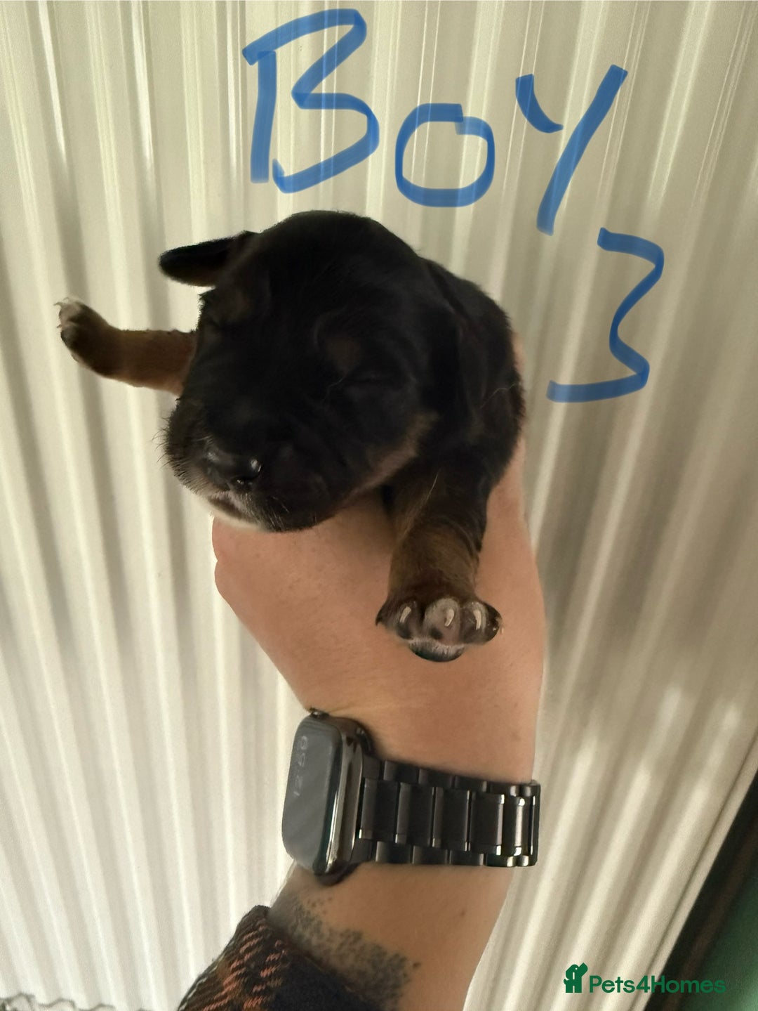 Mixed Breed dogs for sale: Blue merle and golden retriever puppies - Image 12
