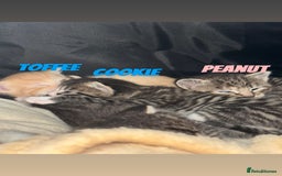 Mixed Breed cats for sale: READY TO GO tabby male female kittens brown  in Ware - Image 10