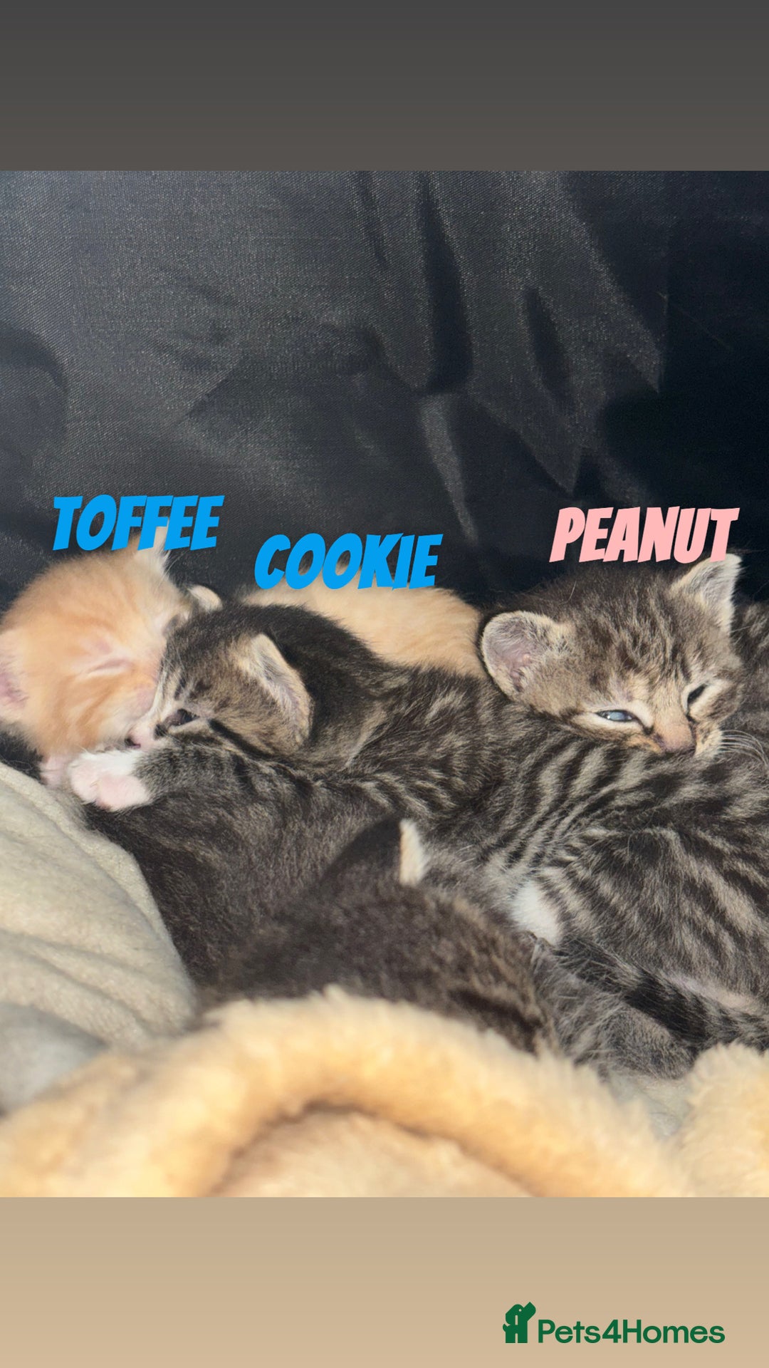 Mixed Breed cats for sale: READY TO GO tabby male female kittens brown  in Ware - Image 10