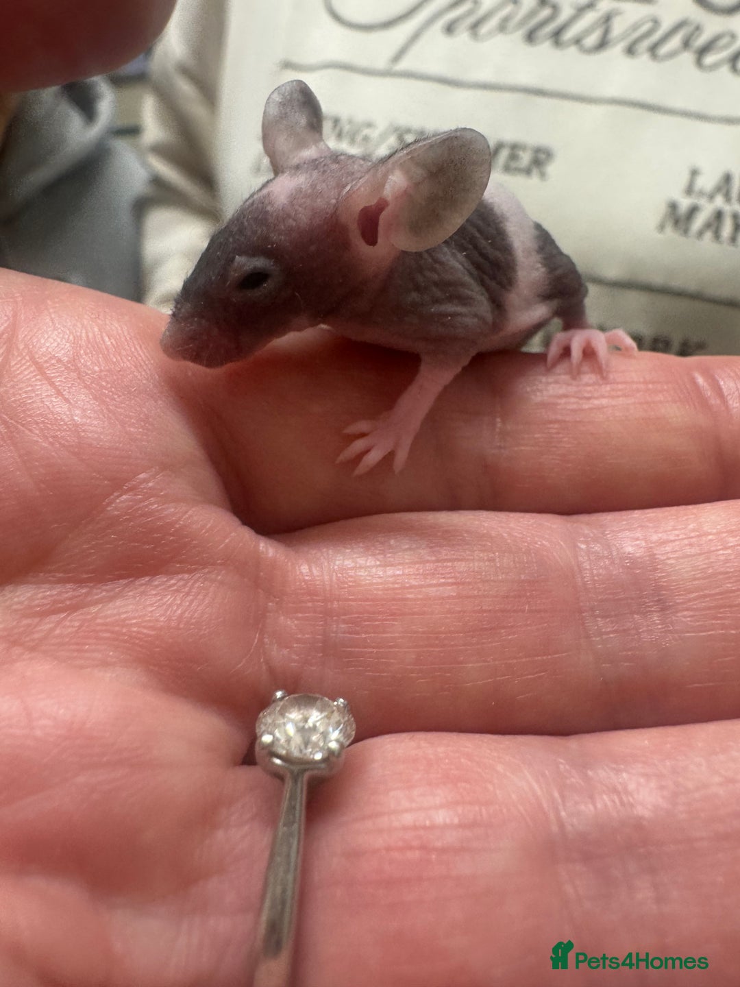 Mouse rodents for sale: Naked mice babies for sale - Advert 2