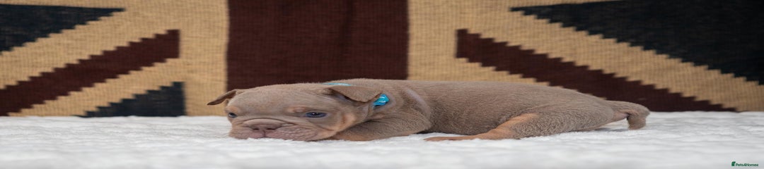 English Bulldog Puppy 4