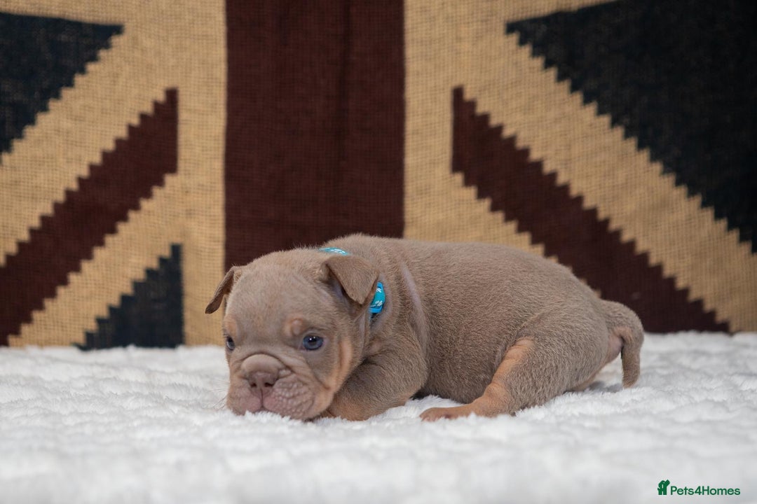 English Bulldog dogs for sale: For sale: 7 English Bulldog Puppies - Image 26
