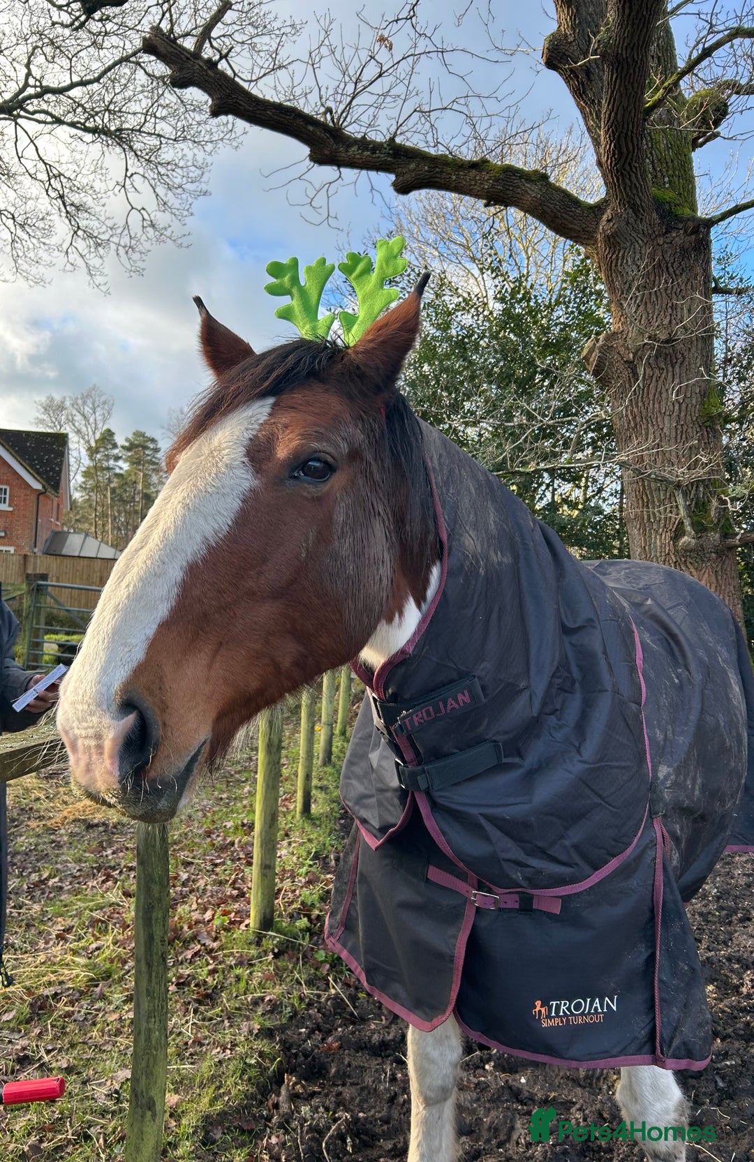 Irish Sports horses for sale: 🔆PROJECT HORSE SELLING FROM FIELD 🔆 - Advert 3