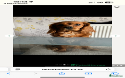 Cavalier King Charles Spaniel dogs for sale: Adorable cavaliers to be rehomed together - Image 4