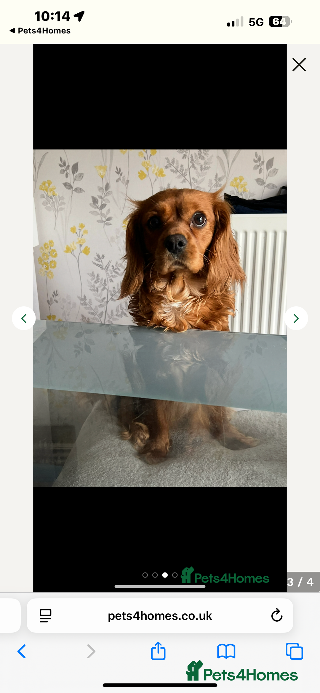 Cavalier King Charles Spaniel dogs for sale: Adorable cavaliers to be rehomed together - Image 4