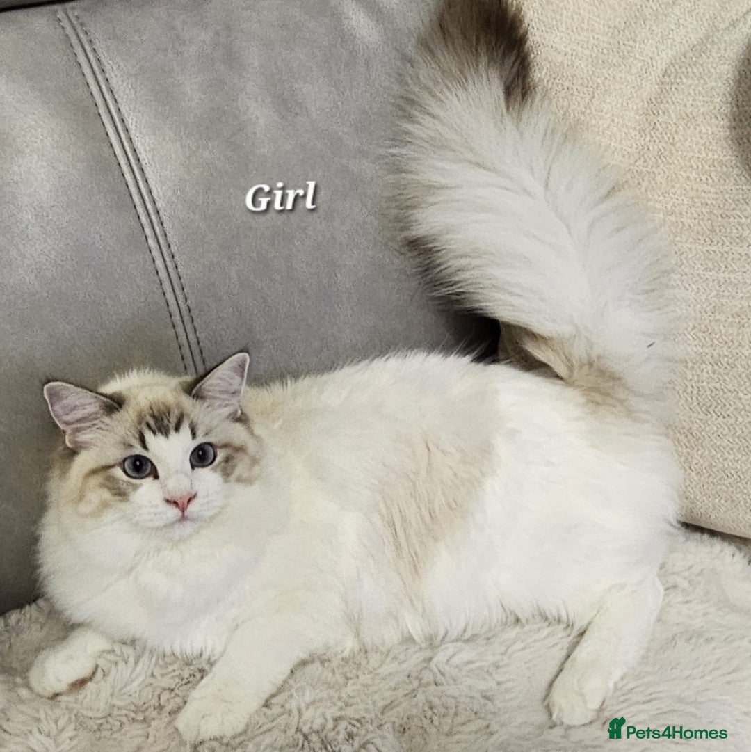 Ragdoll cats for sale: Beautiful GCCF Registered kittens  - Advert 10