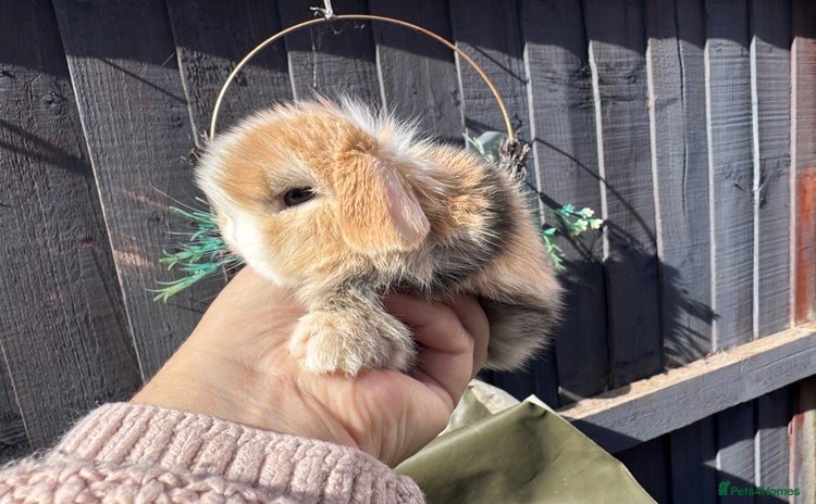 Mini Lop rabbits - Advert 12