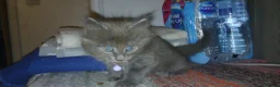 Mixed Breed cats for sale: Litter of 3 looking for new forever homes - Advert 5