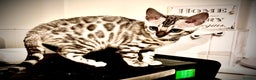 Bengal cats for sale: Tica registered beautiful kittens - Advert 6