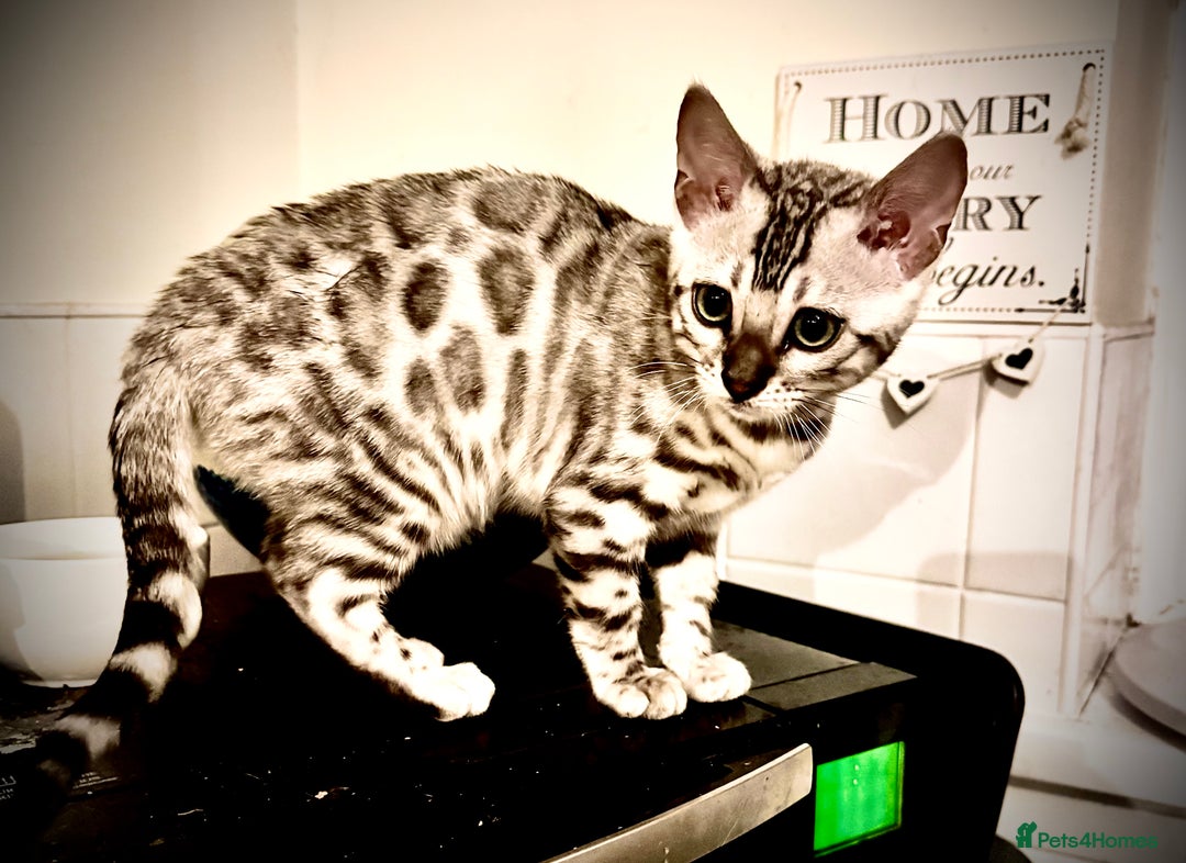 Bengal cats for sale: Tica registered beautiful kittens - Advert 6