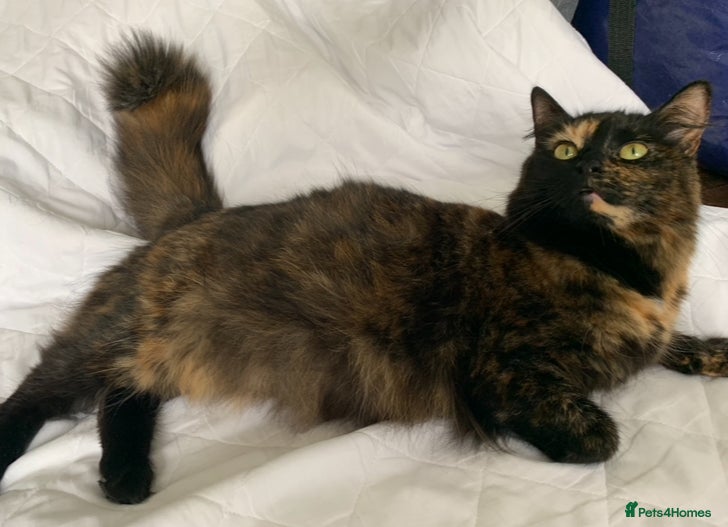 Turkish Angora cats for sale: Longhaired Turkish Angora kittens - 3 boys/4 girls - Advert 11