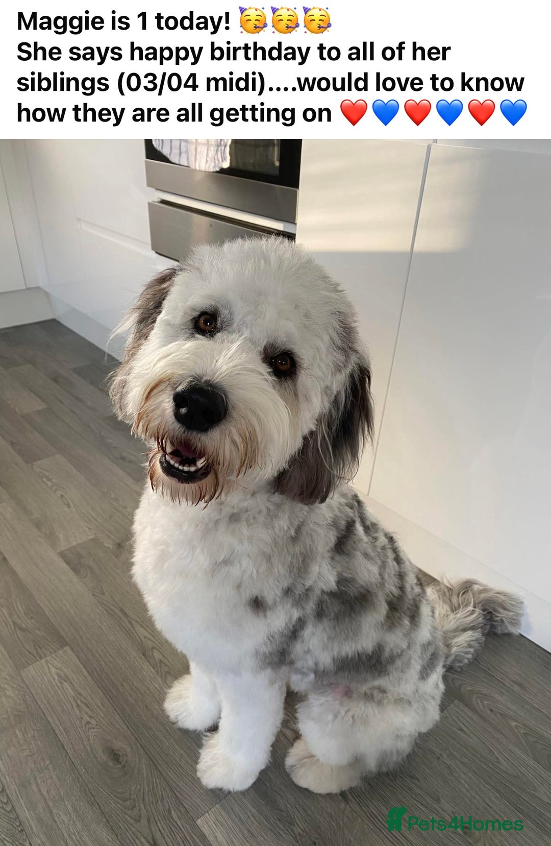 Sheepadoodle dogs for sale: Medium Size Sheepadoodle F1b.  - Advert 23