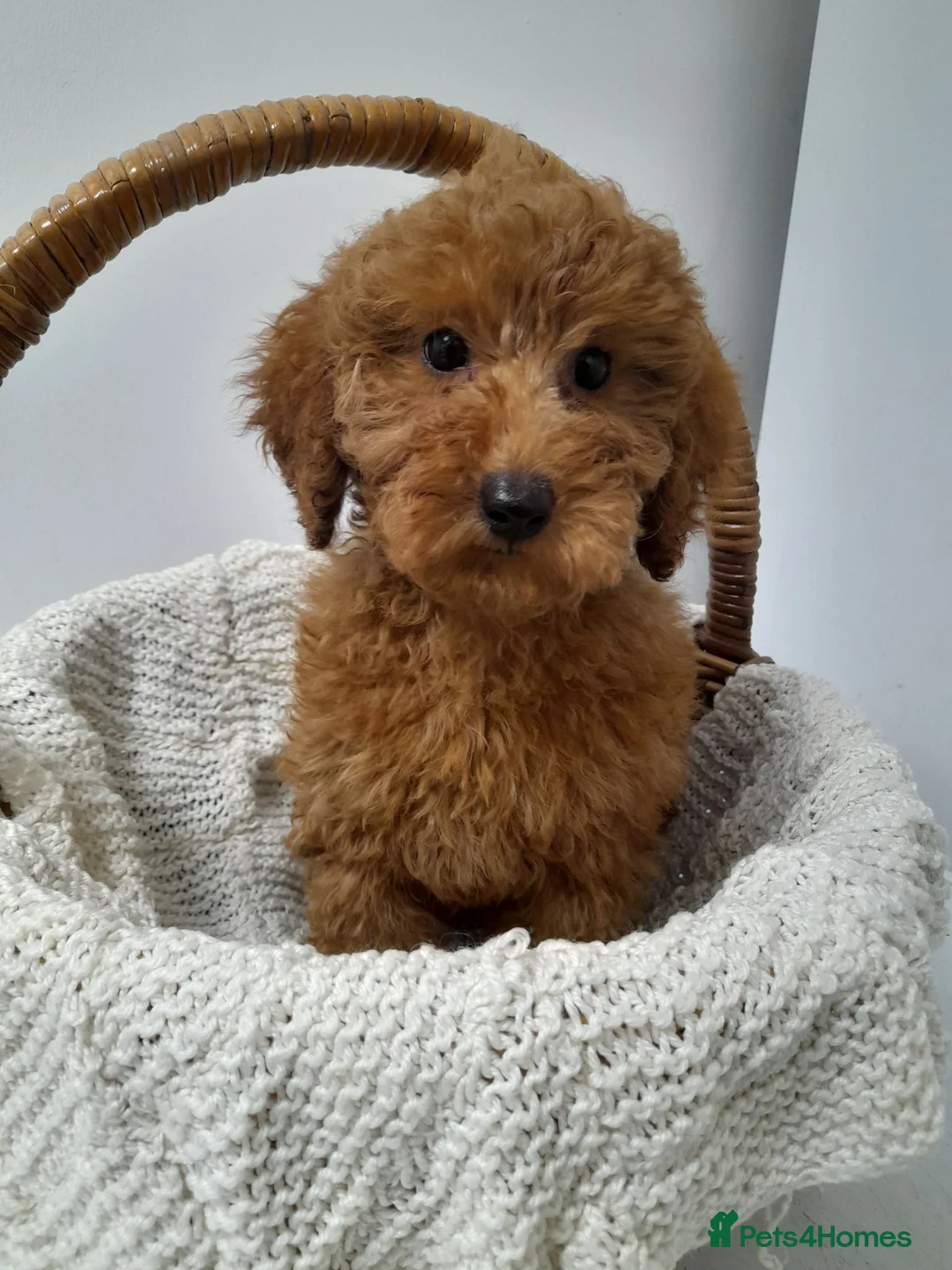 Miniature Poodle dogs for sale: Last 2 boys left miniature poodle puppies - Advert 1