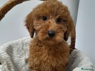 Miniature Poodle dogs Gorgeous red miniature poodle puppies ready now - Advert 3