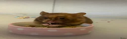Hamster rodents for sale: Syrian Hamster - Advert 2