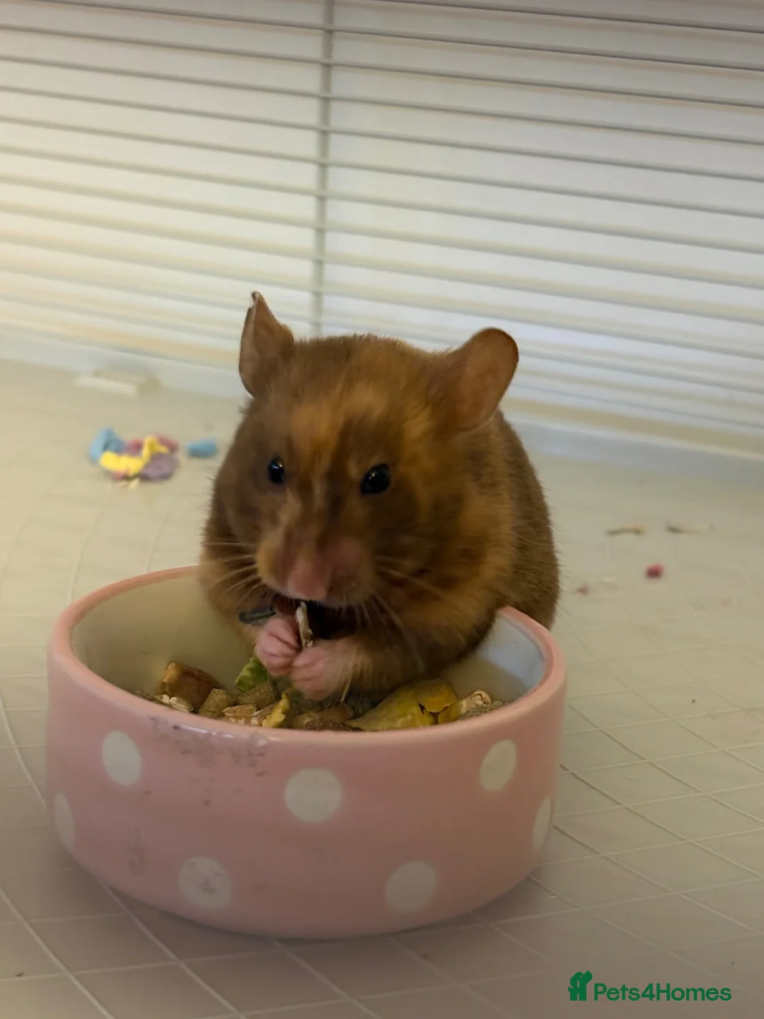 Hamster rodents for sale: Syrian Hamster - Advert 2